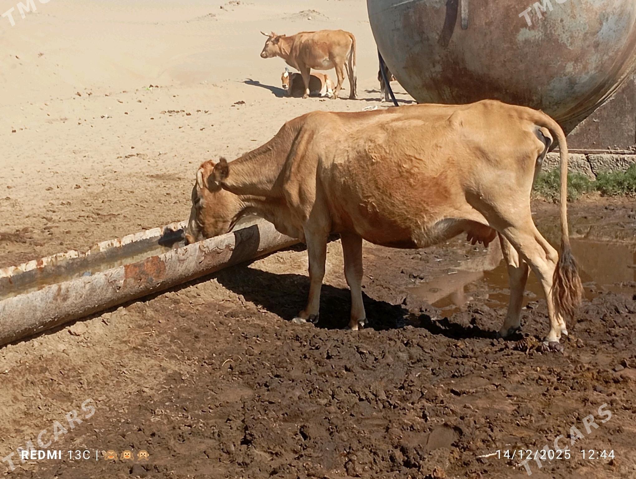 sygyr - Gumdag - img 4