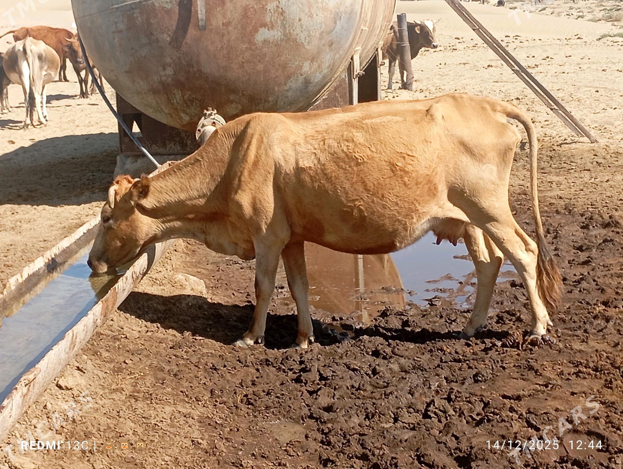 sygyr - Gumdag - img 3