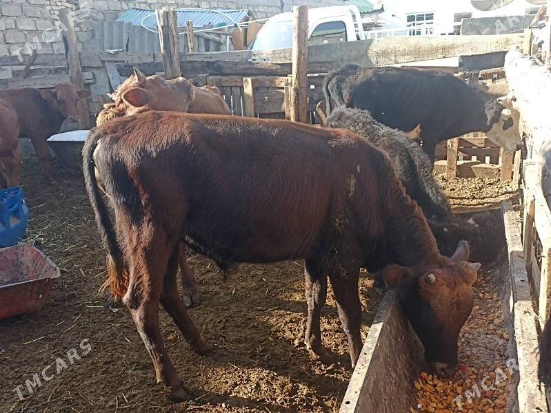 öküzçe tüwe öküz göle - Ашхабад - img 4