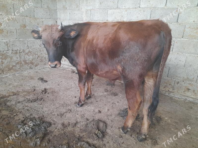 .....ÖKIZ..... - Багир - img 5