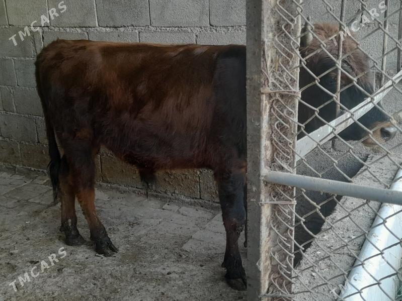 .....ÖKIZ..... - Багир - img 2