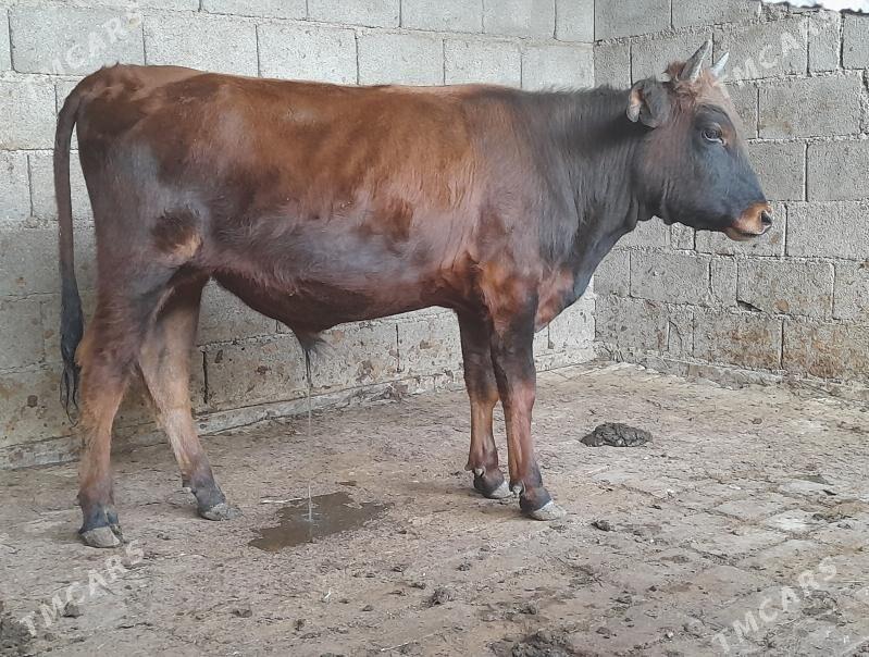 .....ÖKIZ..... - Багир - img 4