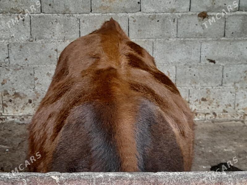 .....ÖKIZ..... - Багир - img 3