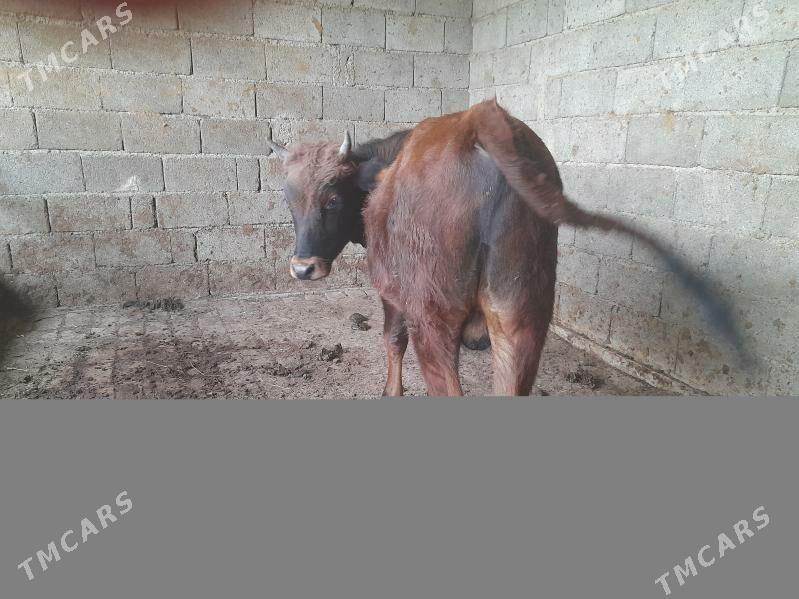 .....ÖKIZ..... - Багир - img 6