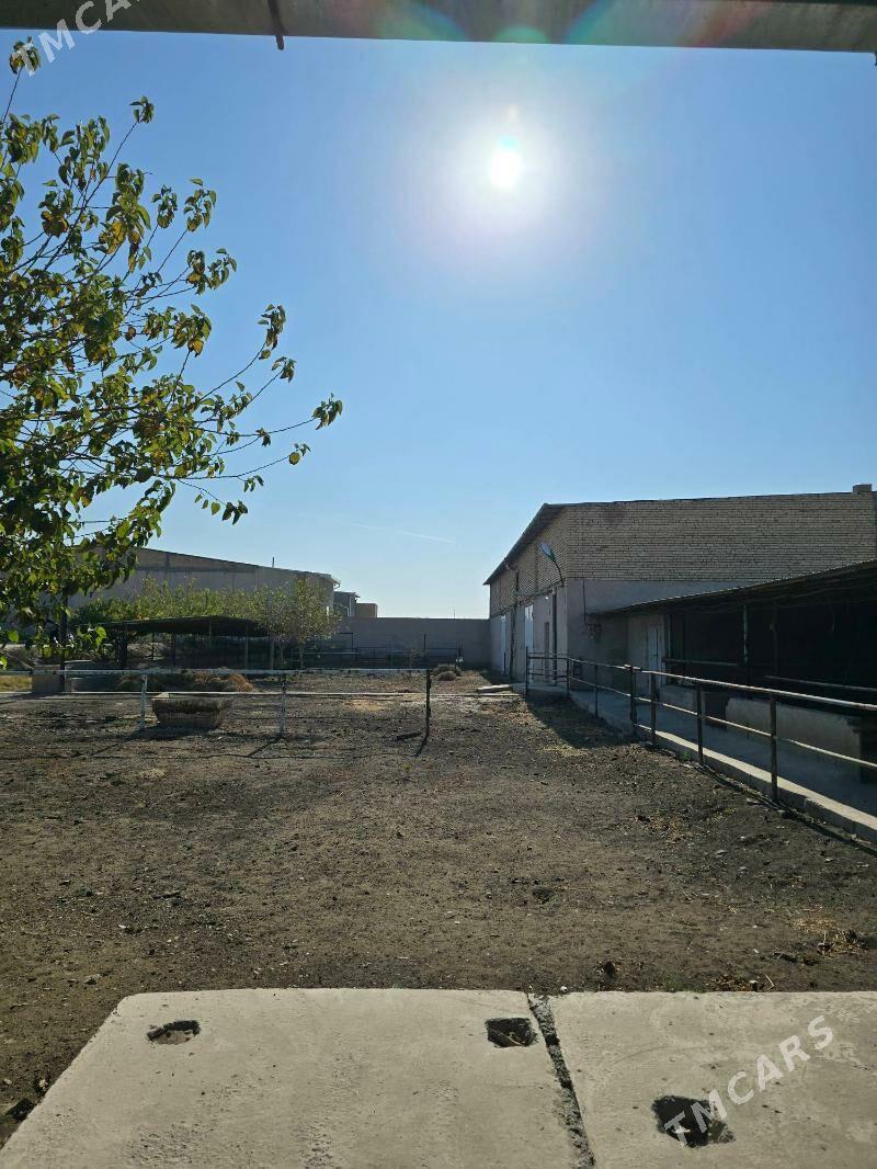 ferma maldarcylyk ucin - Türkmenabat - img 6