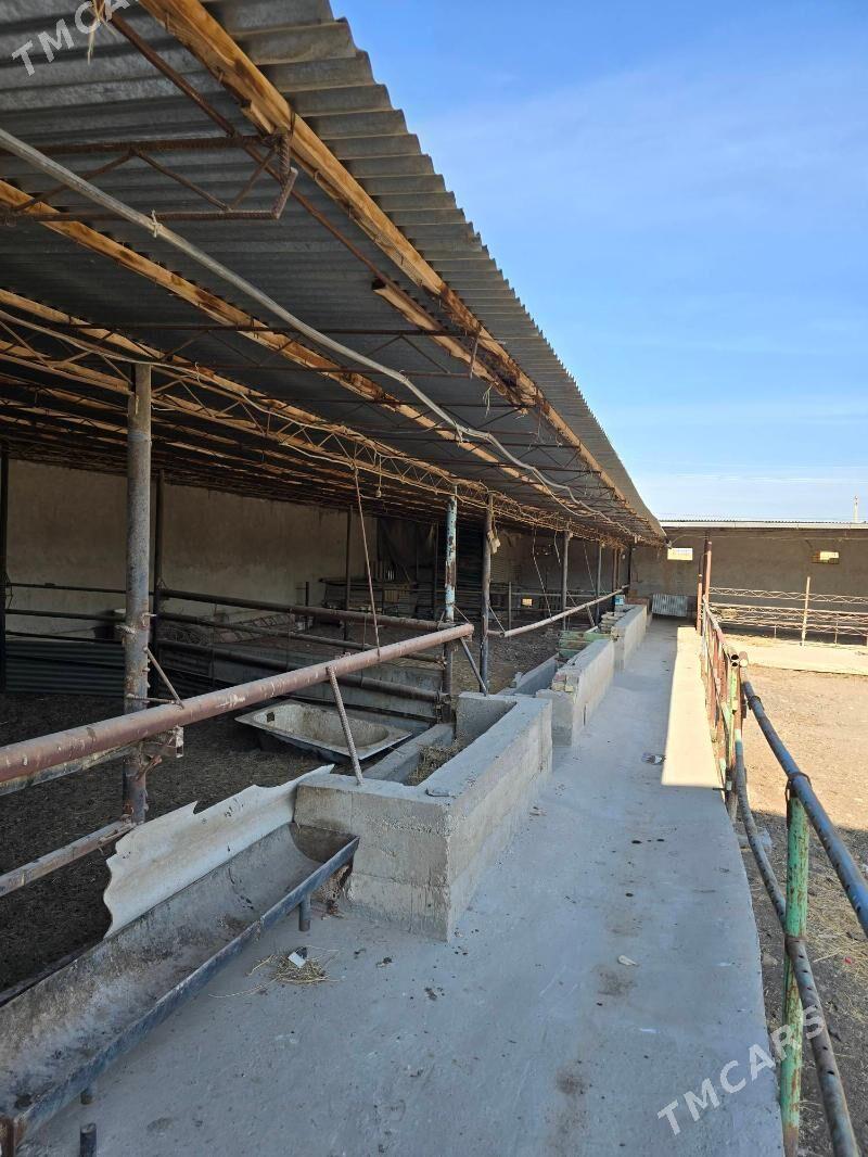 ferma maldarcylyk ucin - Türkmenabat - img 3