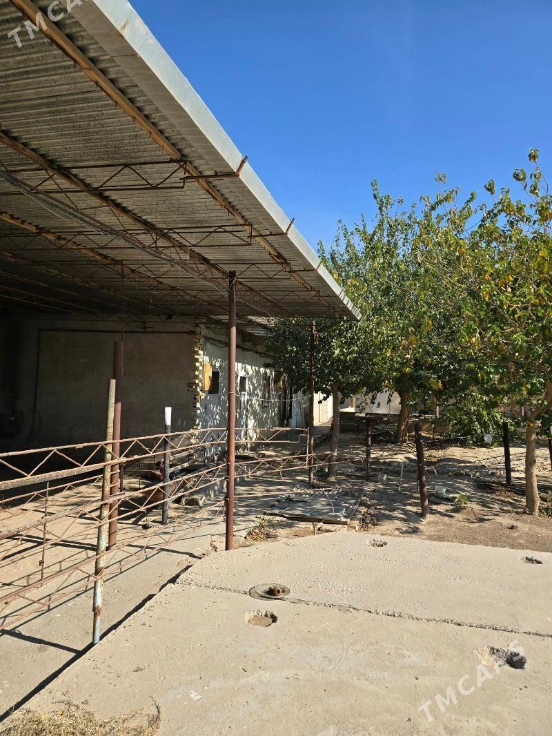 ferma maldarcylyk ucin - Türkmenabat - img 4