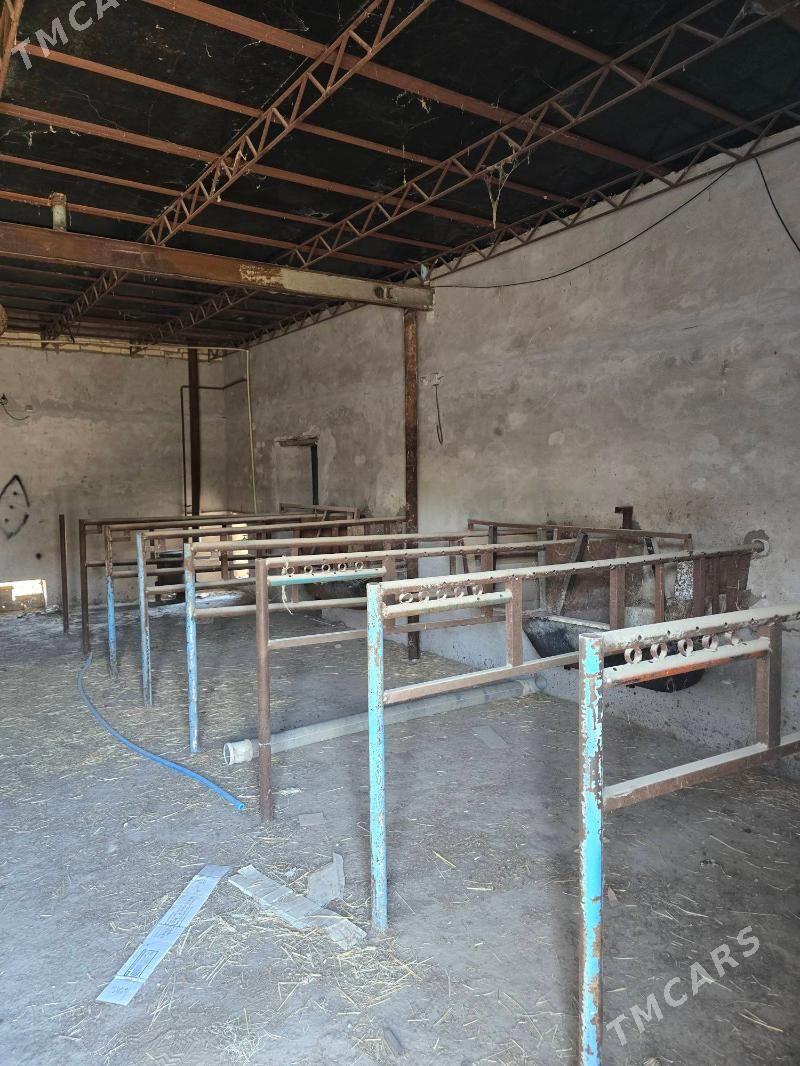 ferma maldarcylyk ucin - Türkmenabat - img 8