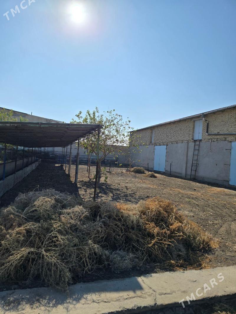 ferma maldarcylyk ucin - Türkmenabat - img 10