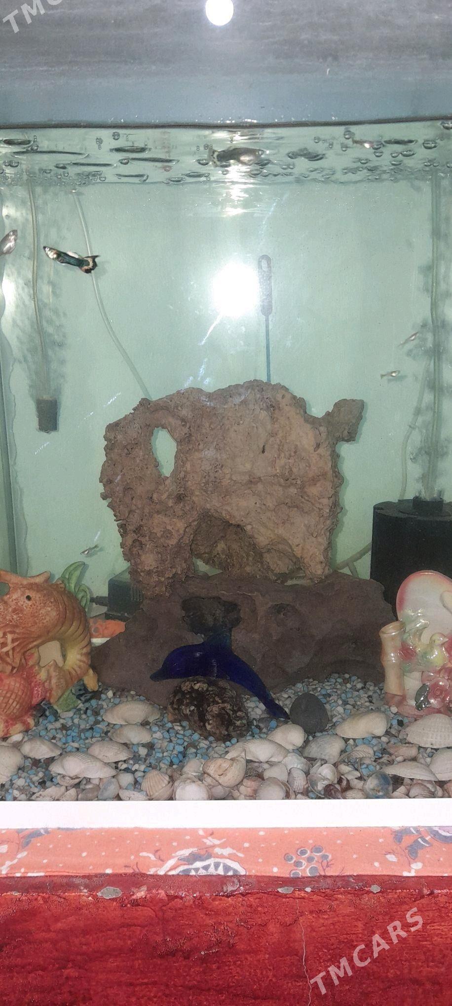 Akwaryum - Балканабат - img 2