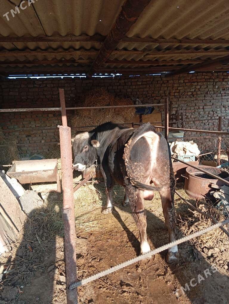 okuz - Bäherden - img 3