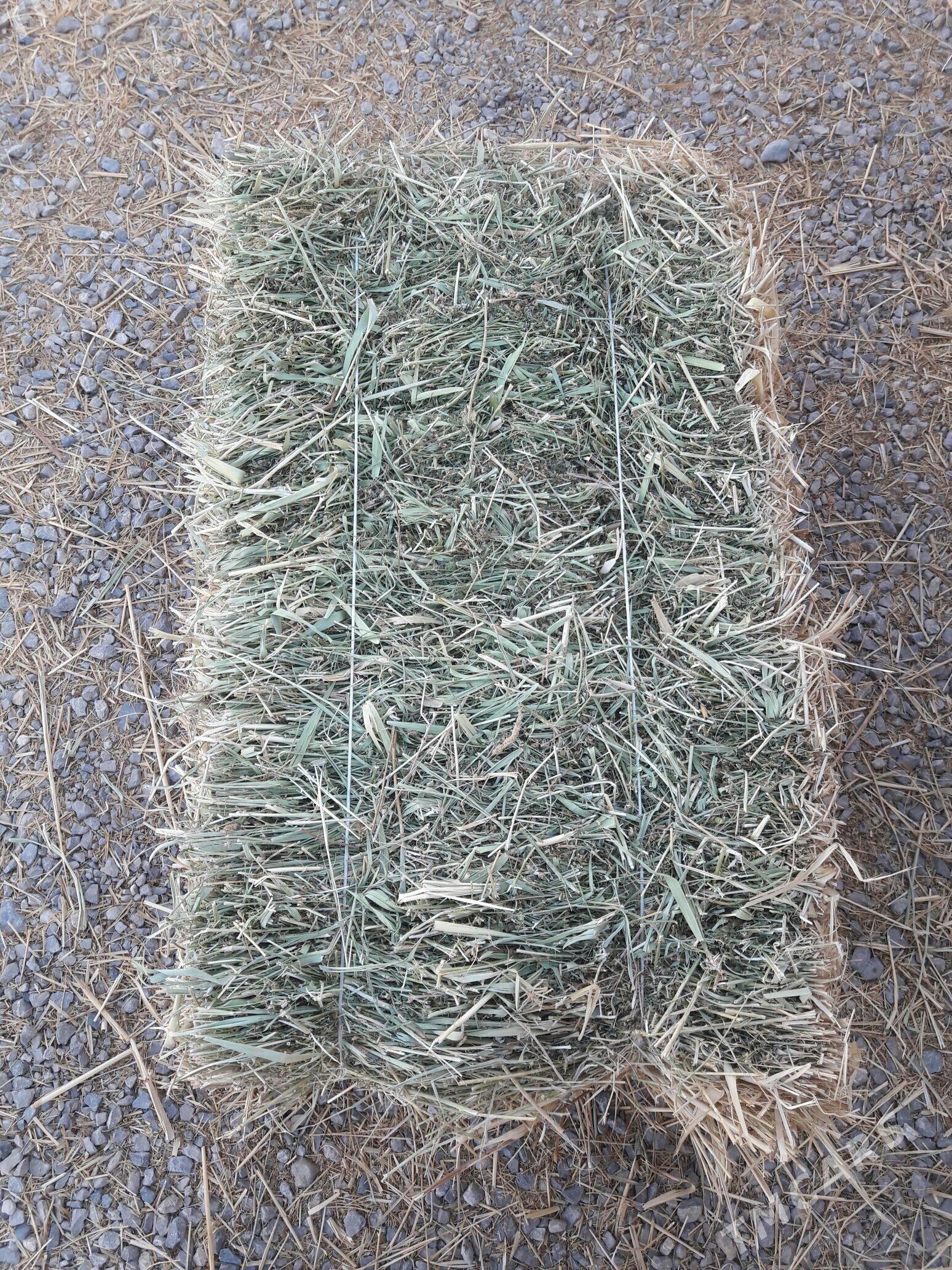 Ýorunja - Бахарден - img 2