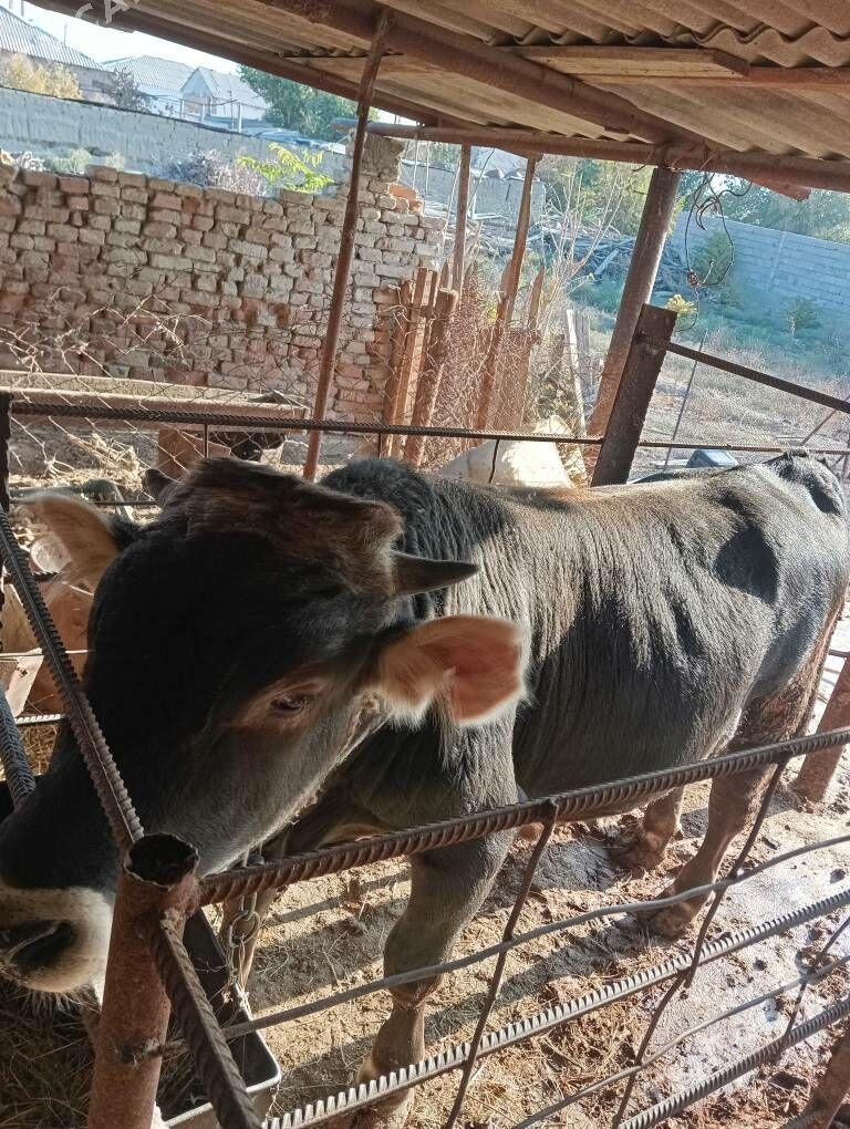 okuz - Bäherden - img 2