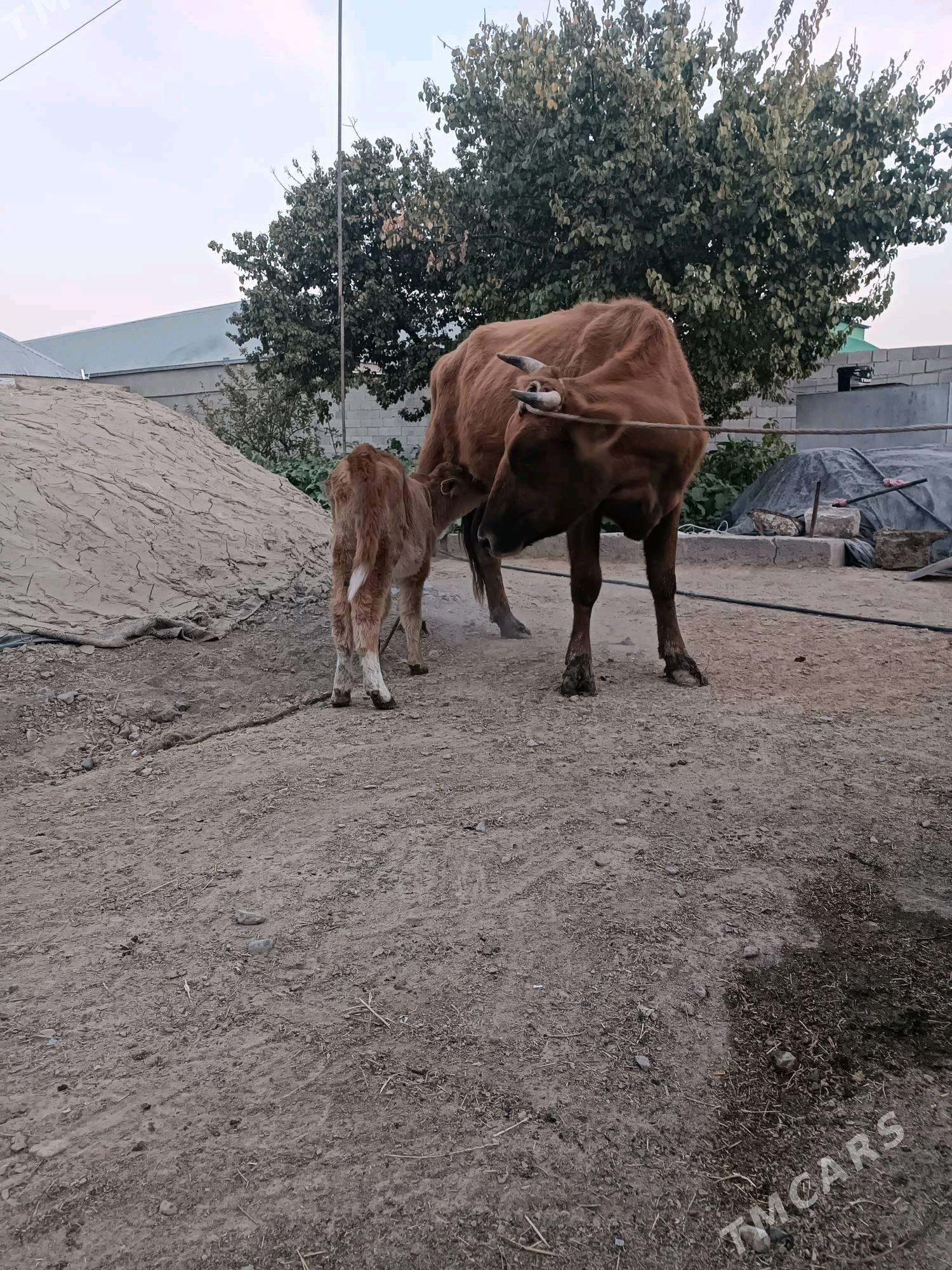 Göleli sygyr - Gökdepe - img 4