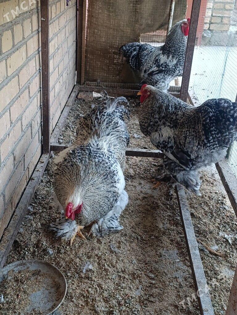 brama - Dänew - img 5