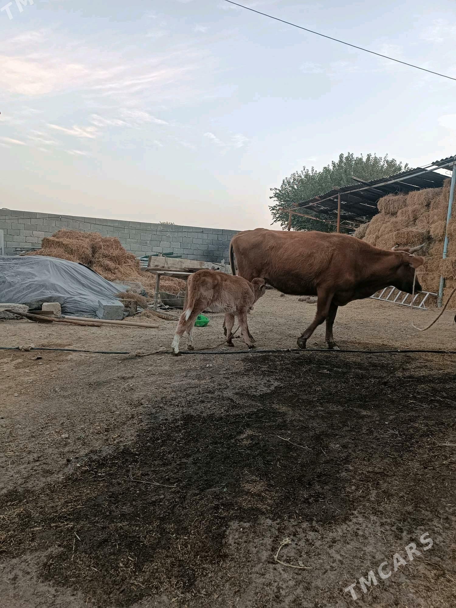 Göleli sygyr - Gökdepe - img 1