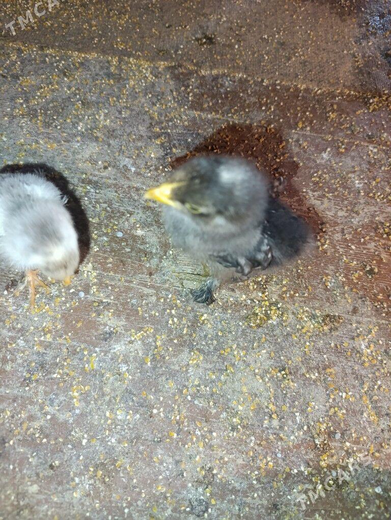 brama - Dänew - img 3