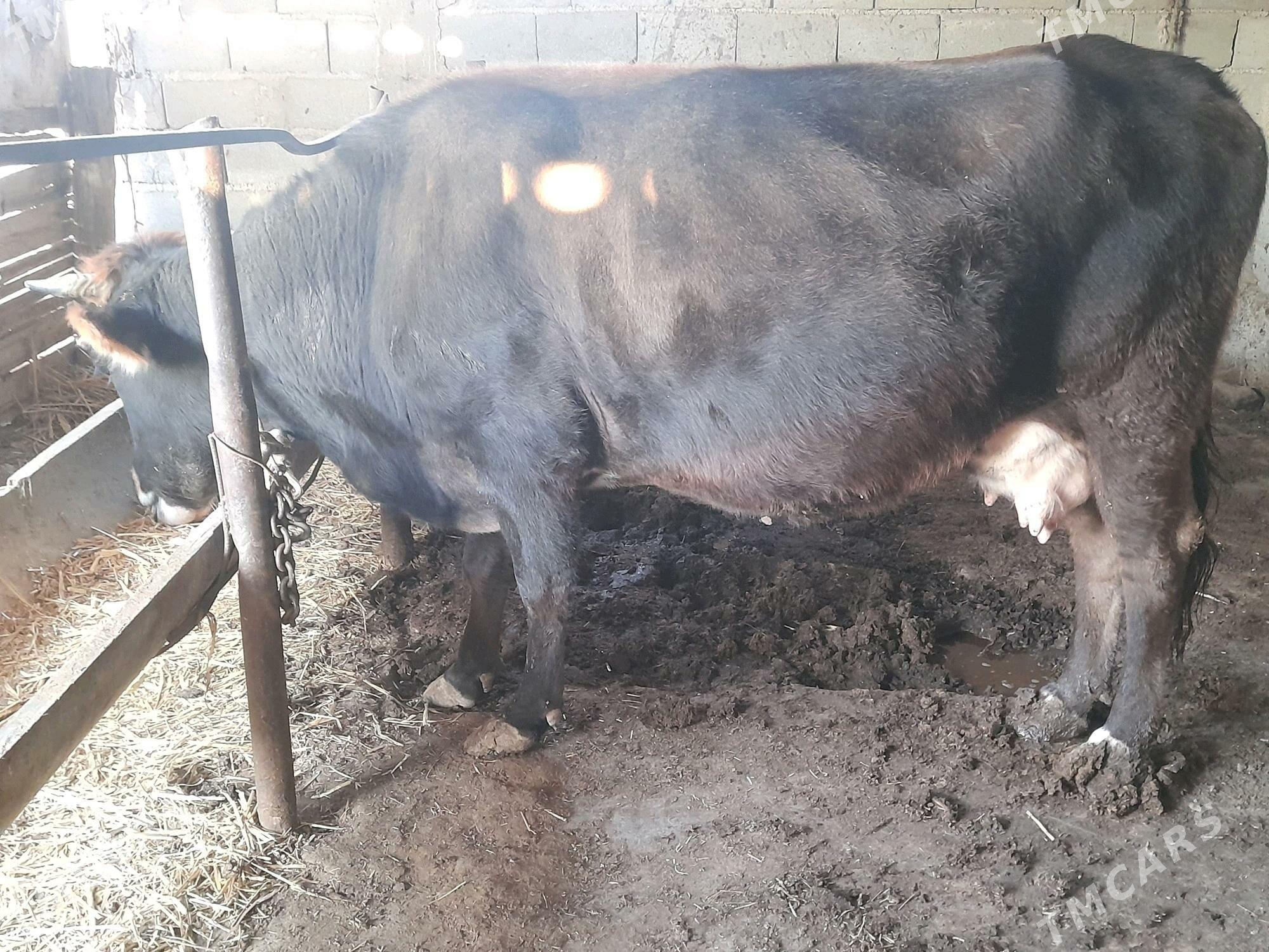 sygyr - Gyzylarbat - img 1