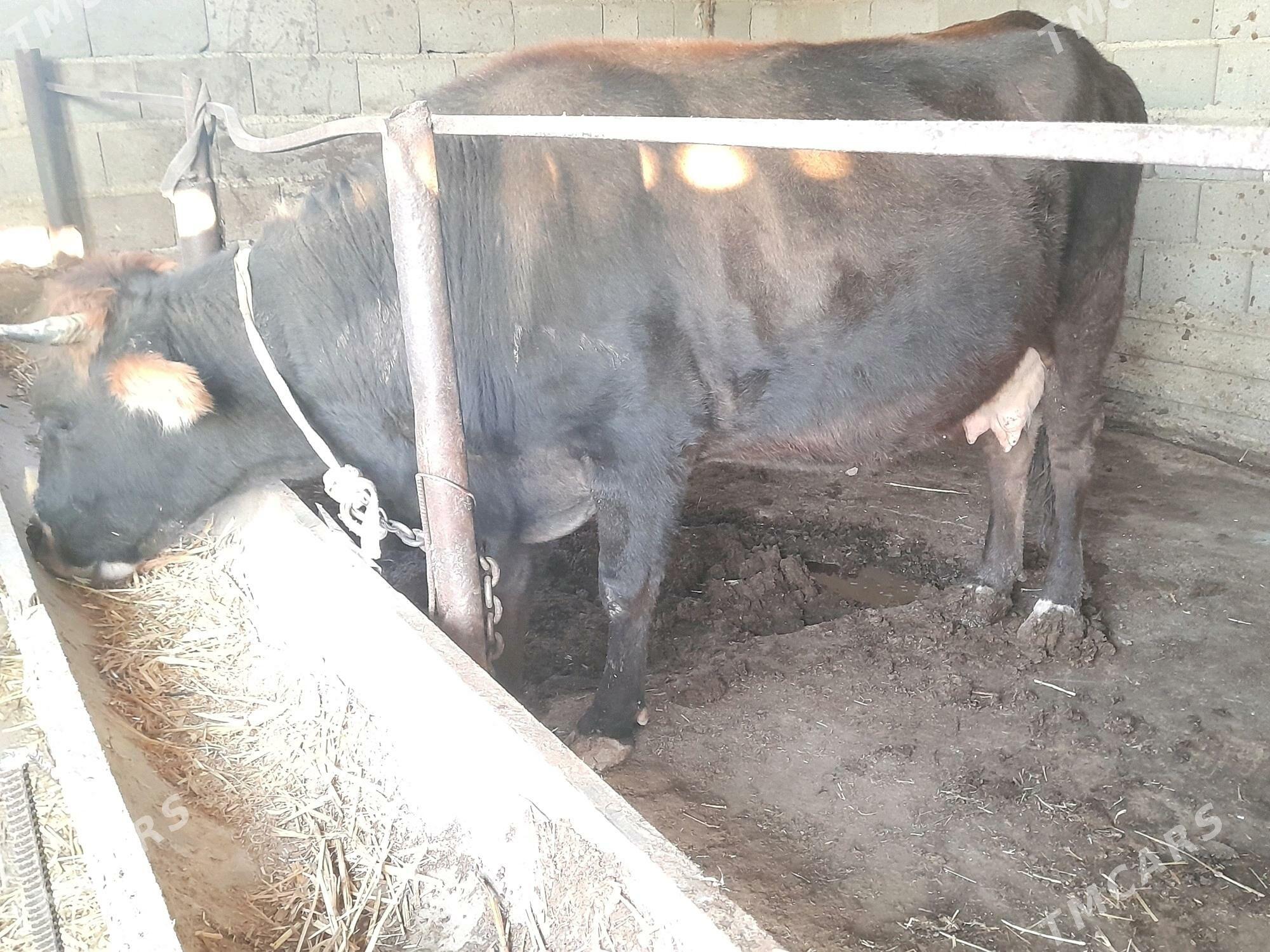 sygyr - Gyzylarbat - img 2