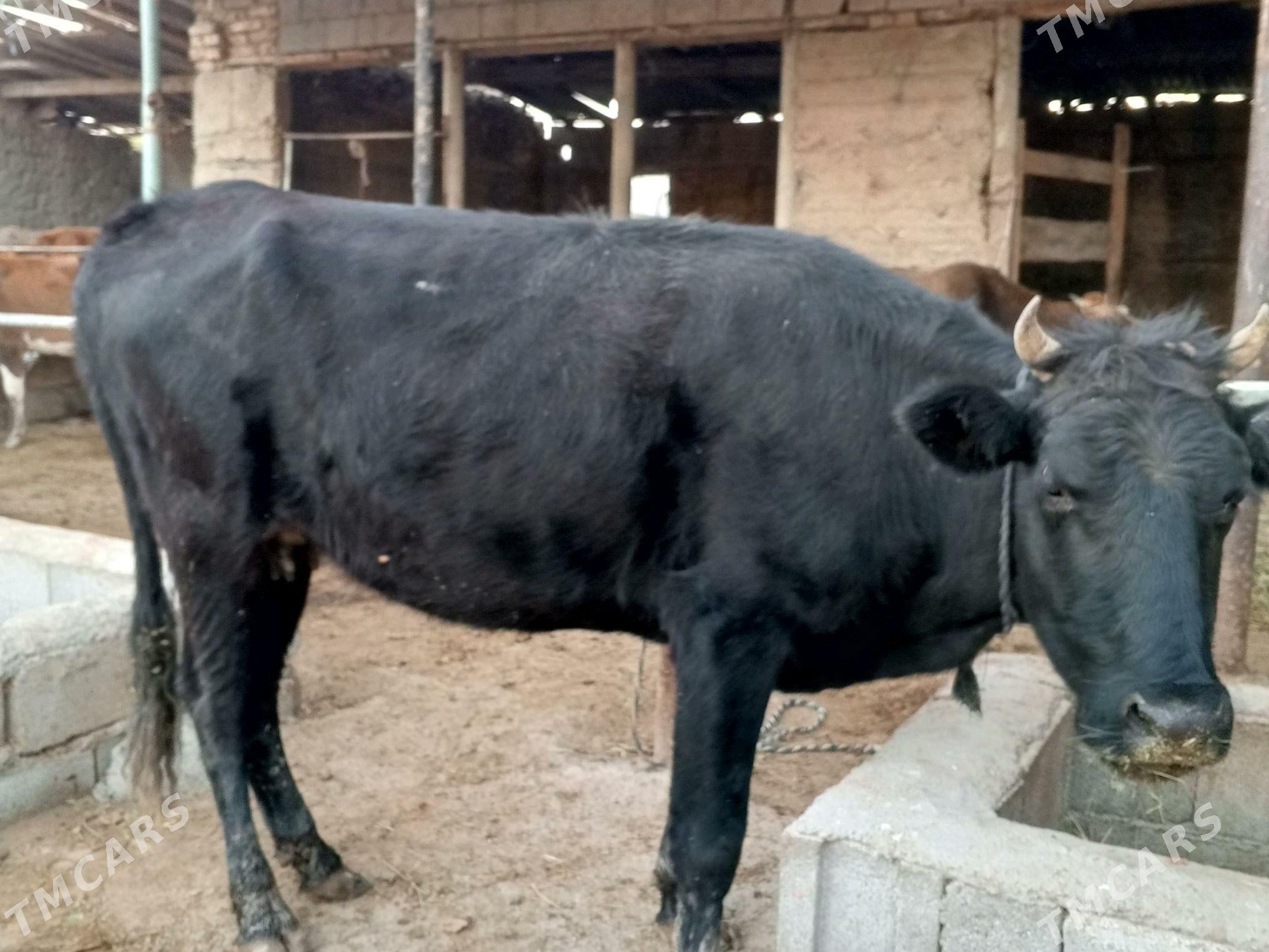 Bogaz sygyr - Гёкдепе - img 4