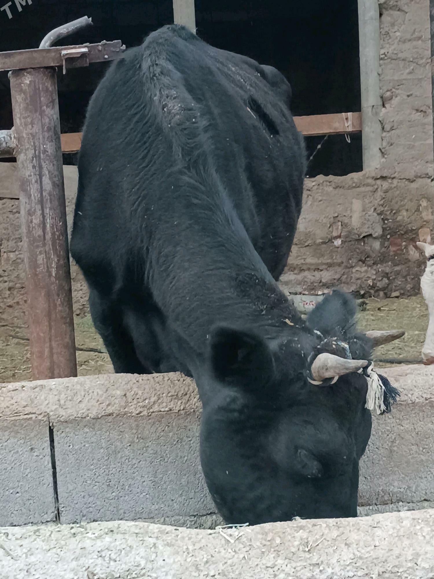 Bogaz sygyr - Гёкдепе - img 5