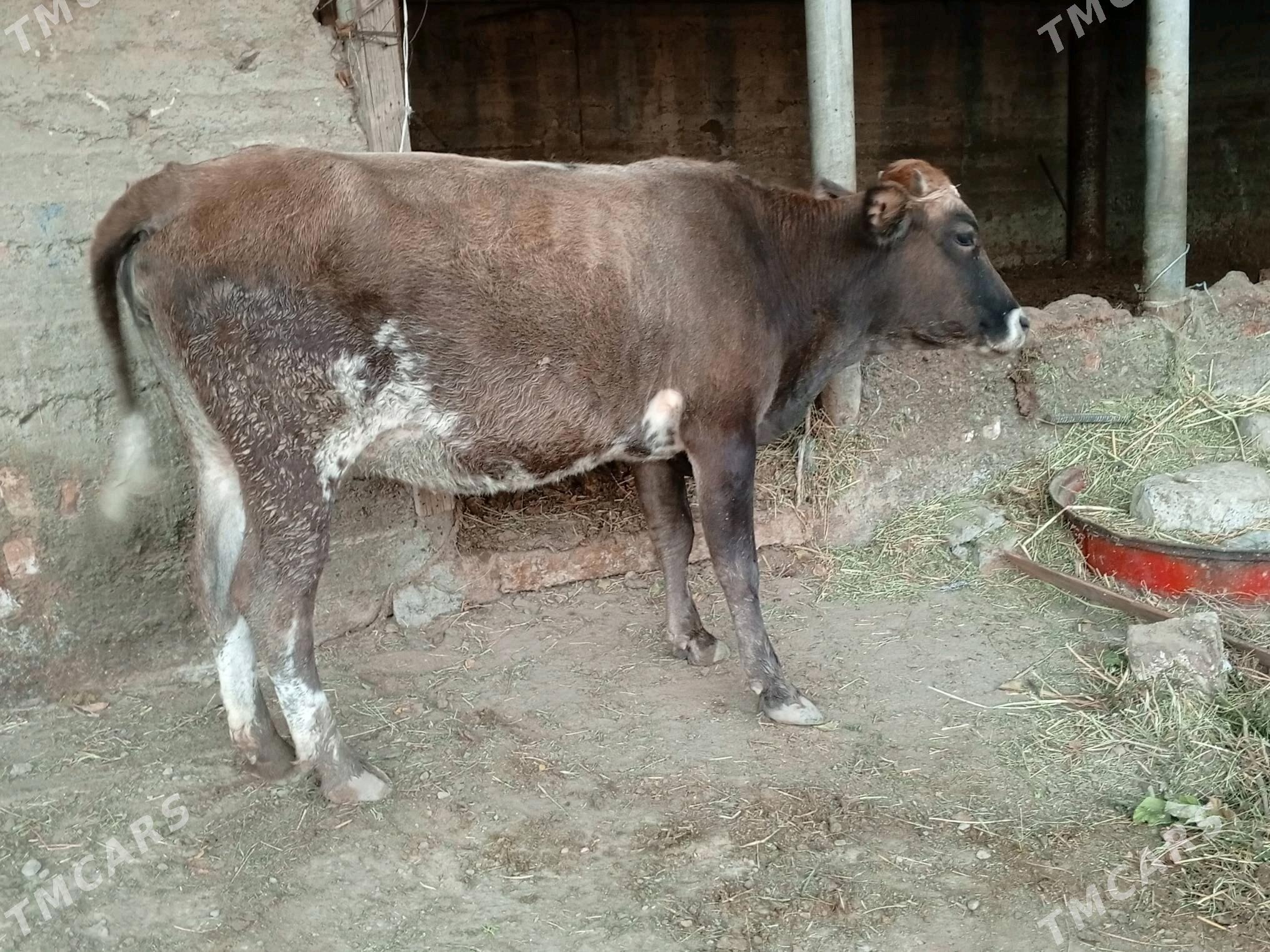 Bogaz sygyr - Гёкдепе - img 3