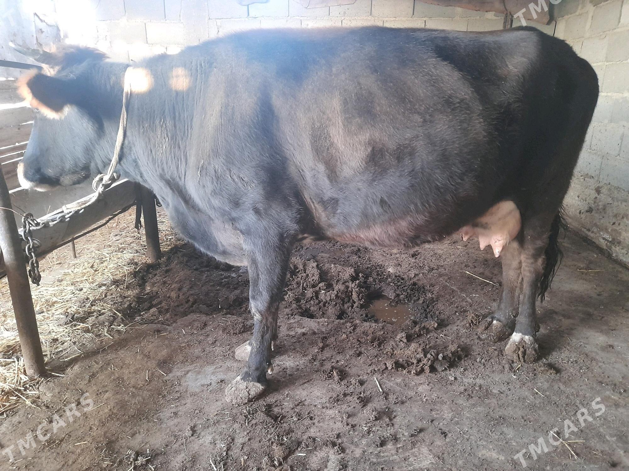 sygyr - Gyzylarbat - img 3