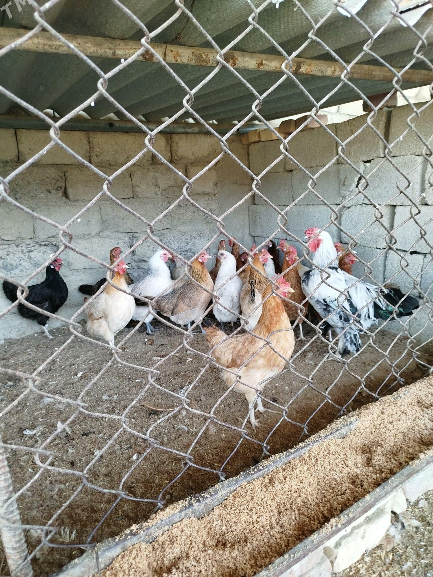 towuk - Gökdepe - img 1