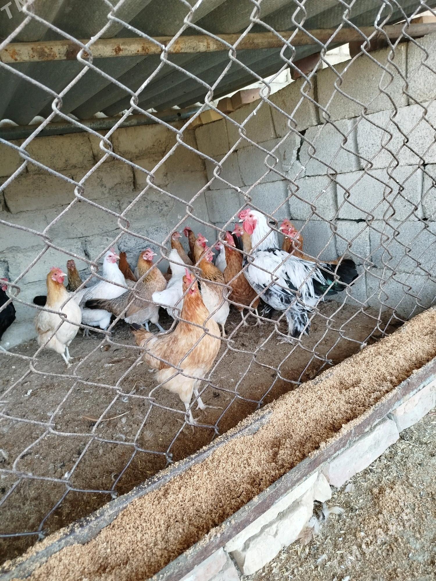 towuk - Gökdepe - img 2