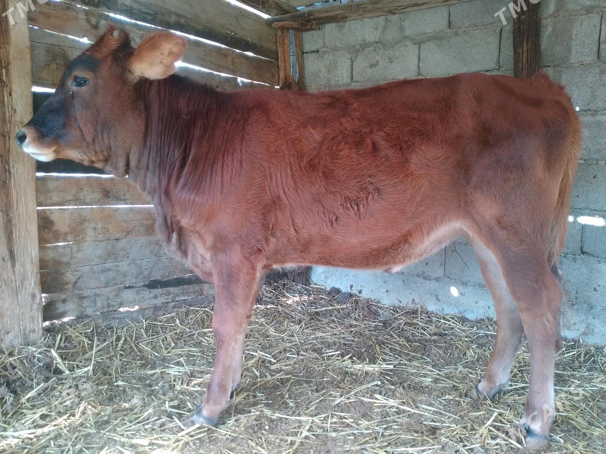 Öküz. tüwe.. - Анев - img 3