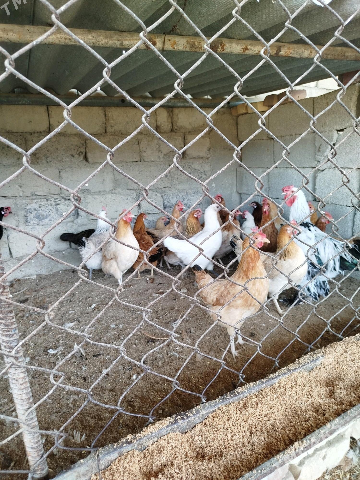 towuk - Gökdepe - img 3