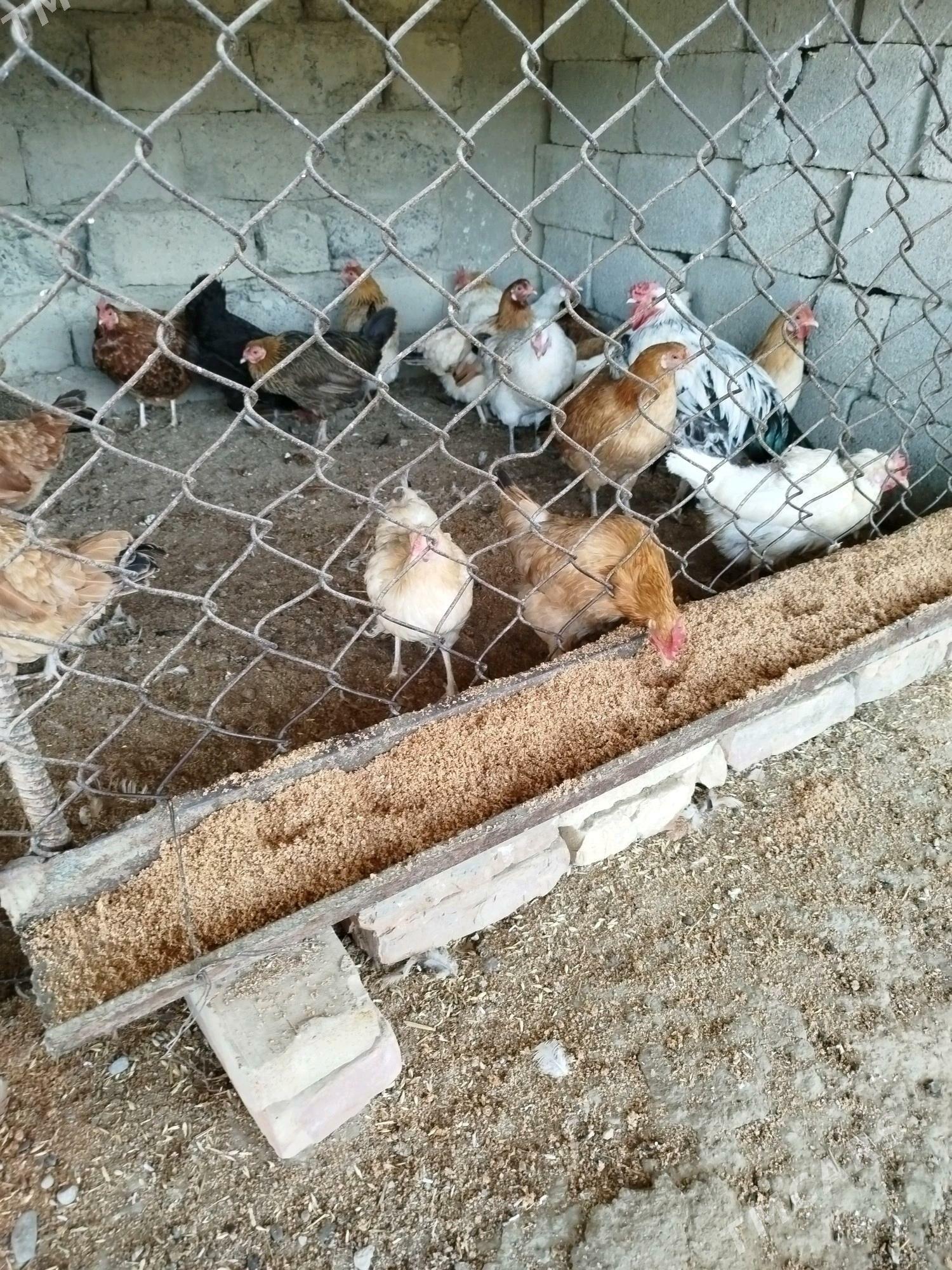 towuk - Gökdepe - img 4