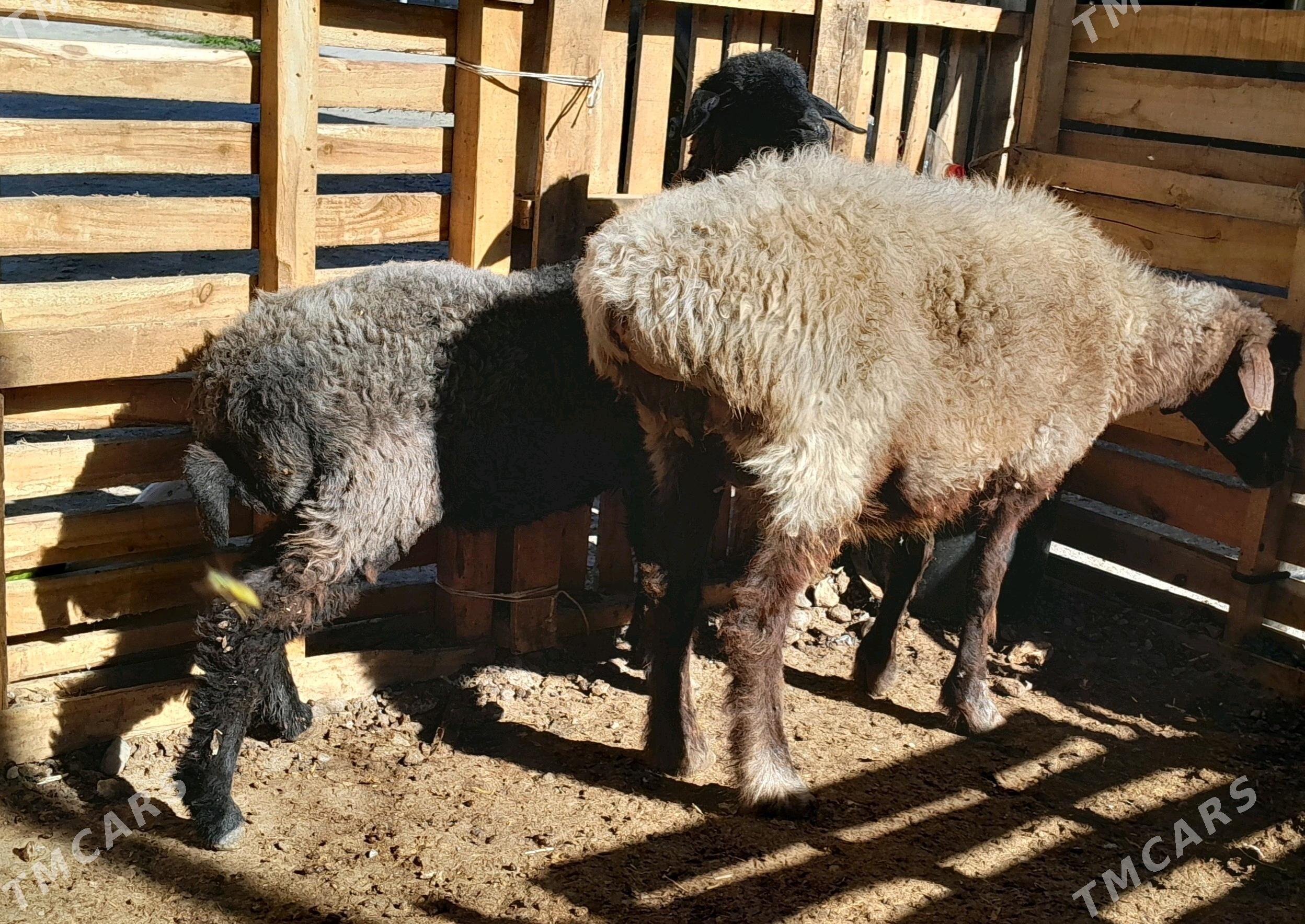 goyunlar - Гарадамак Шор - img 2