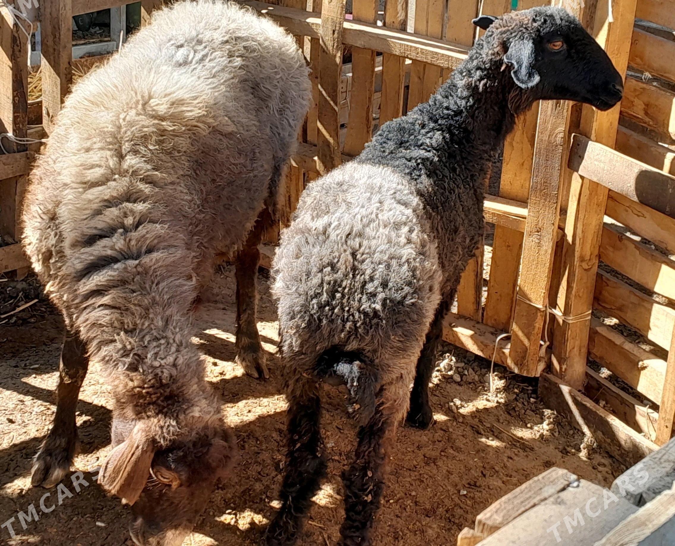 goyunlar - Гарадамак Шор - img 3