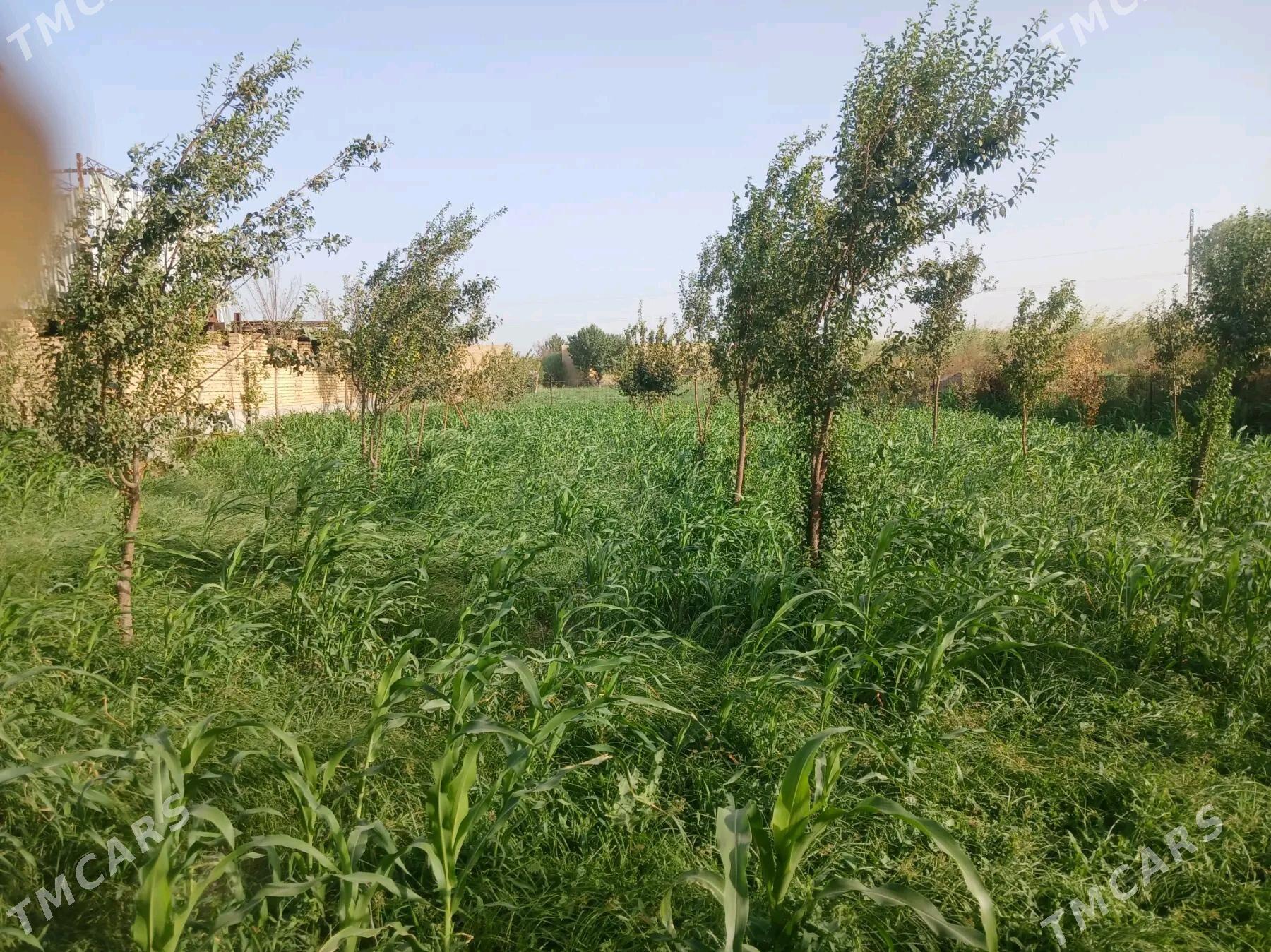 Меллек - Чарджоу - img 6