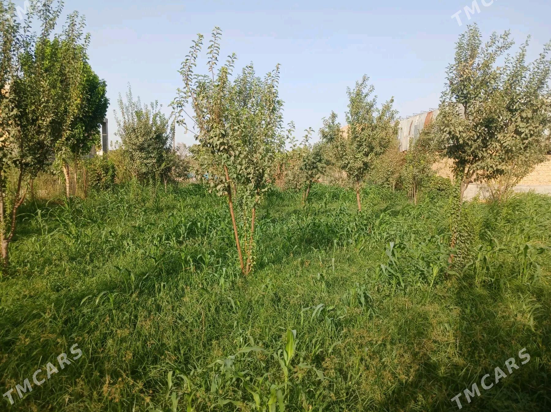 Меллек - Чарджоу - img 8