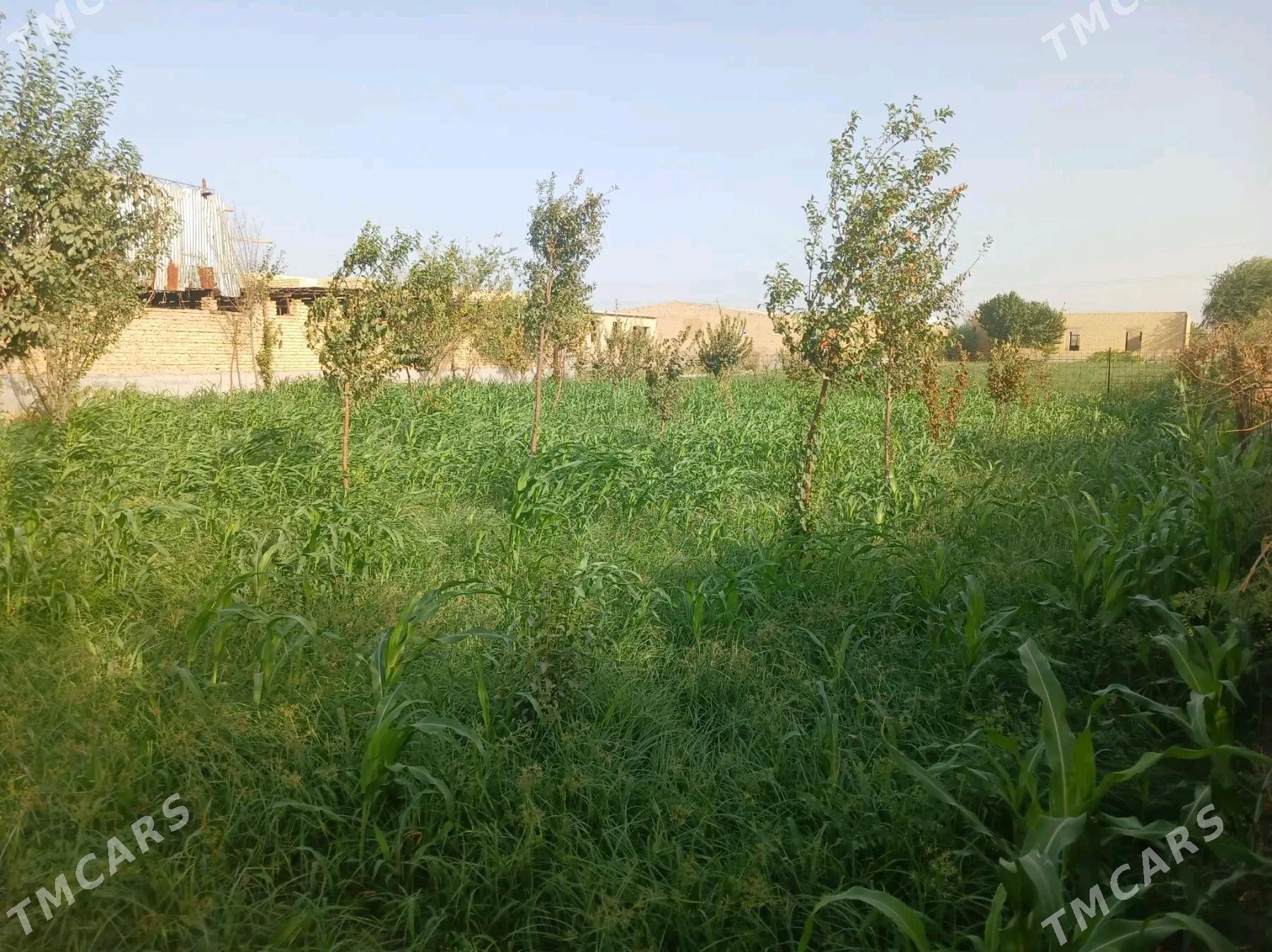 Меллек - Чарджоу - img 3