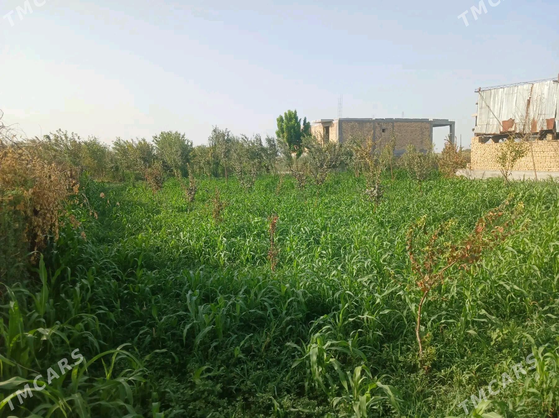 Меллек - Чарджоу - img 10