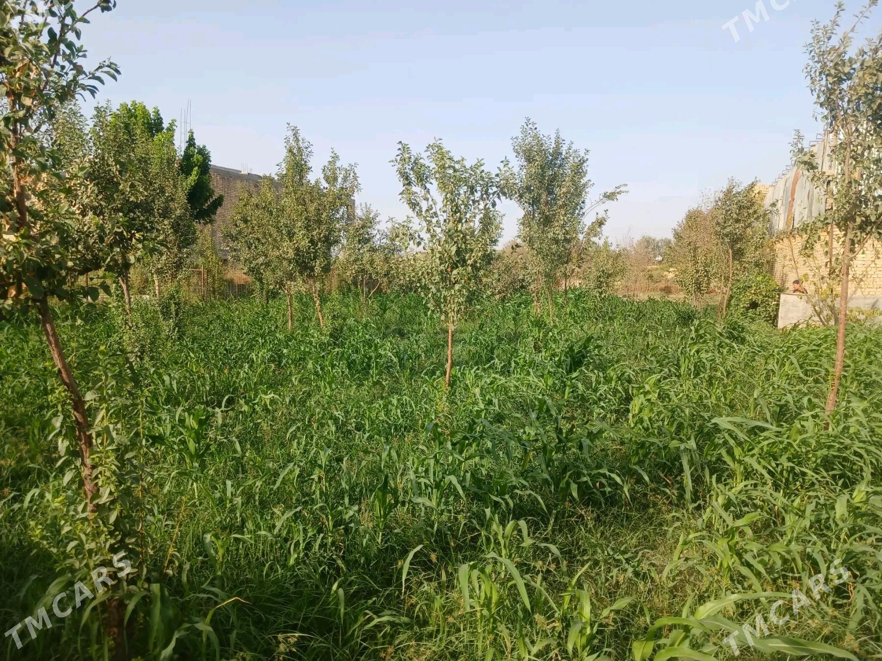 Меллек - Чарджоу - img 2