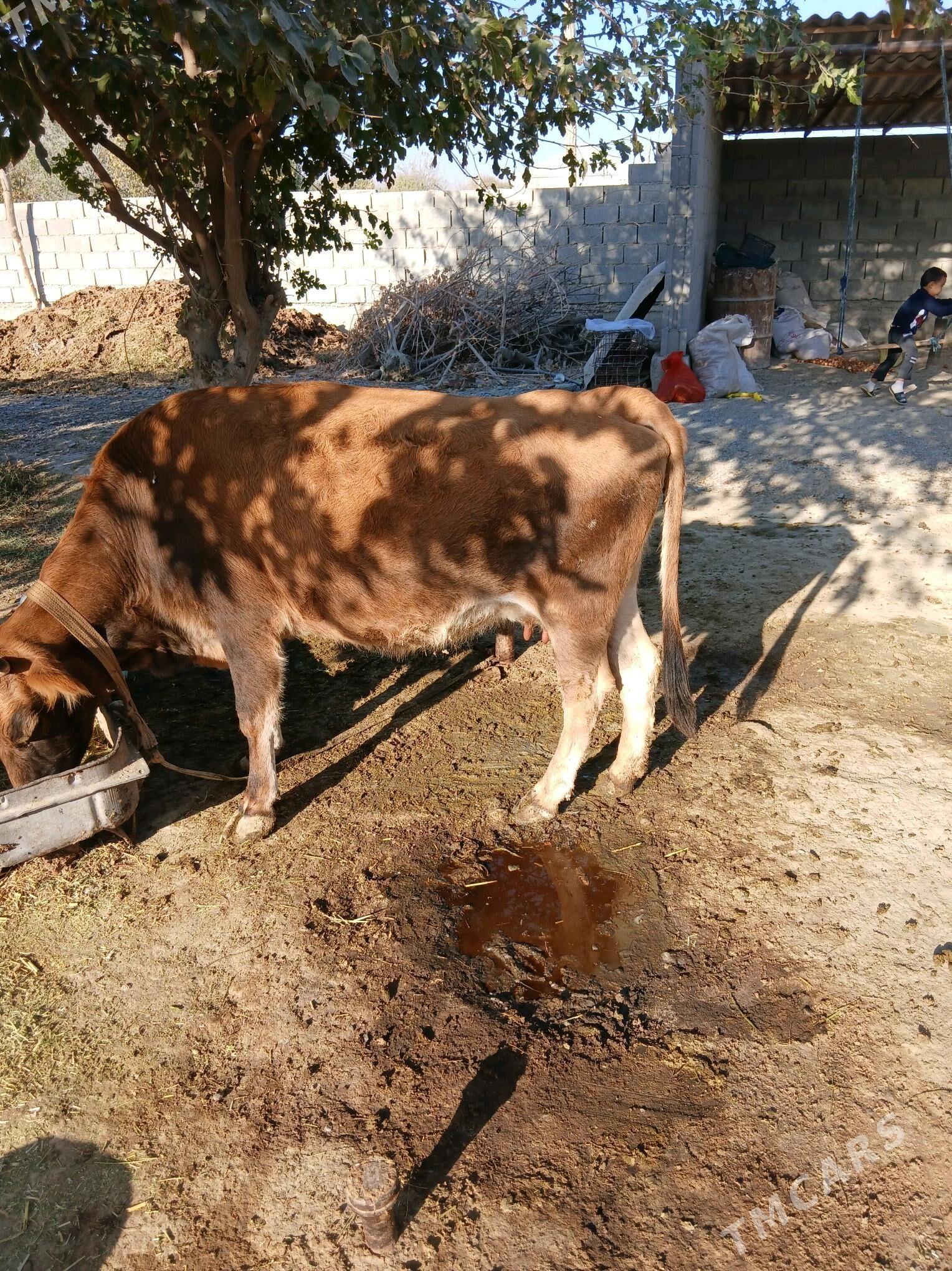 gysyr sygyr - Бахарден - img 5