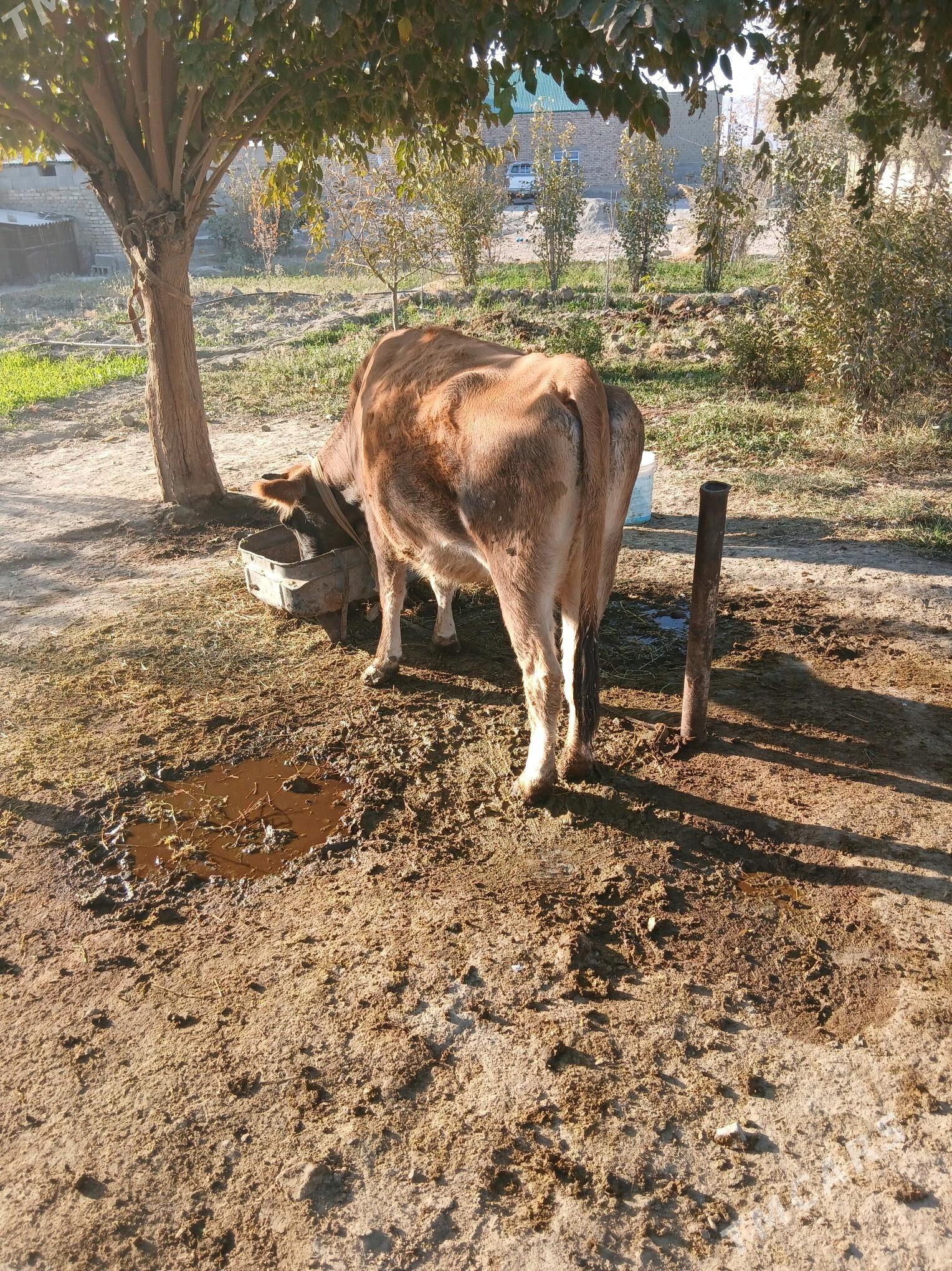 gysyr sygyr - Бахарден - img 3