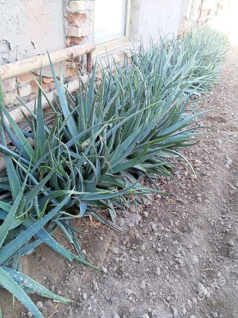 Алое - Türkmenabat - img 1