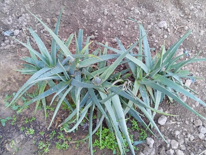 Алое - Türkmenabat - img 2