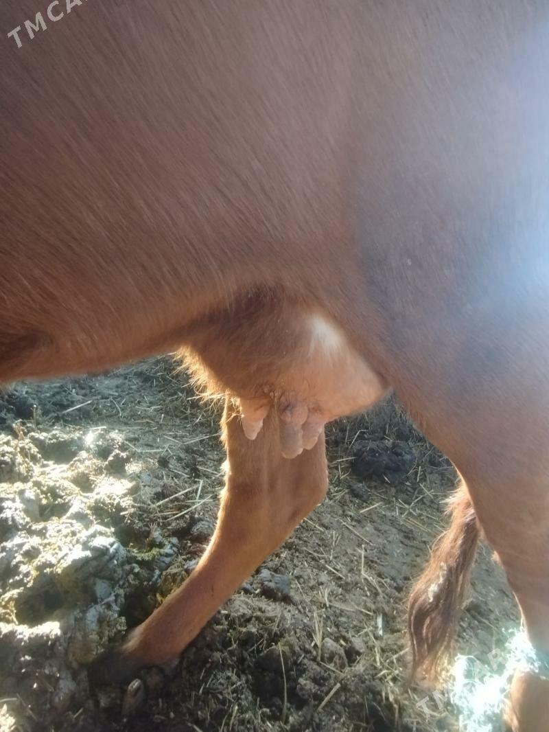 goleli sygyr - Çärjew - img 2