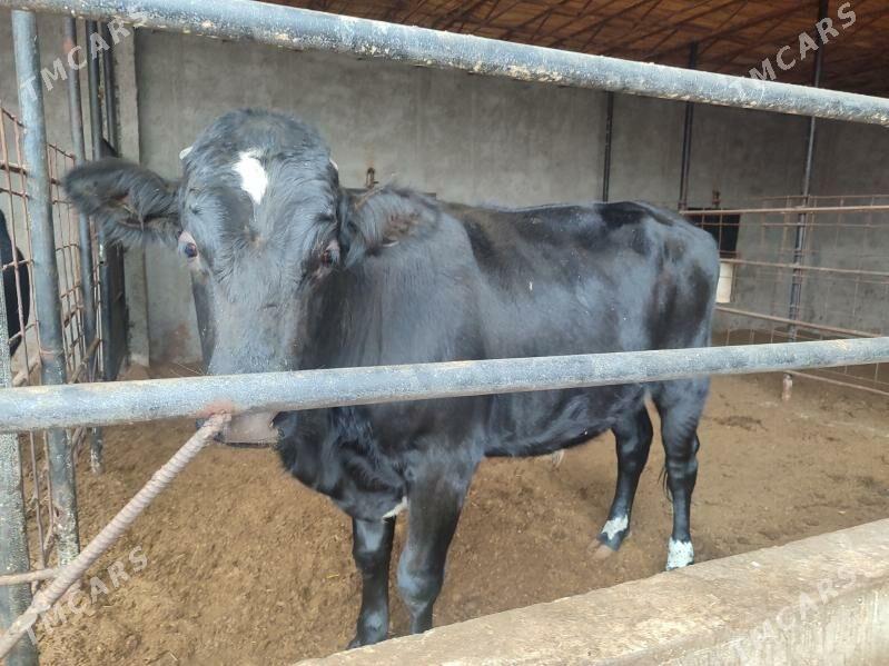 3 саны Окуз черный пёстер - Türkmenabat - img 8