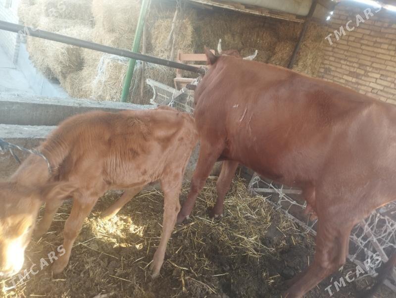 goleli sygyr - Çärjew - img 1