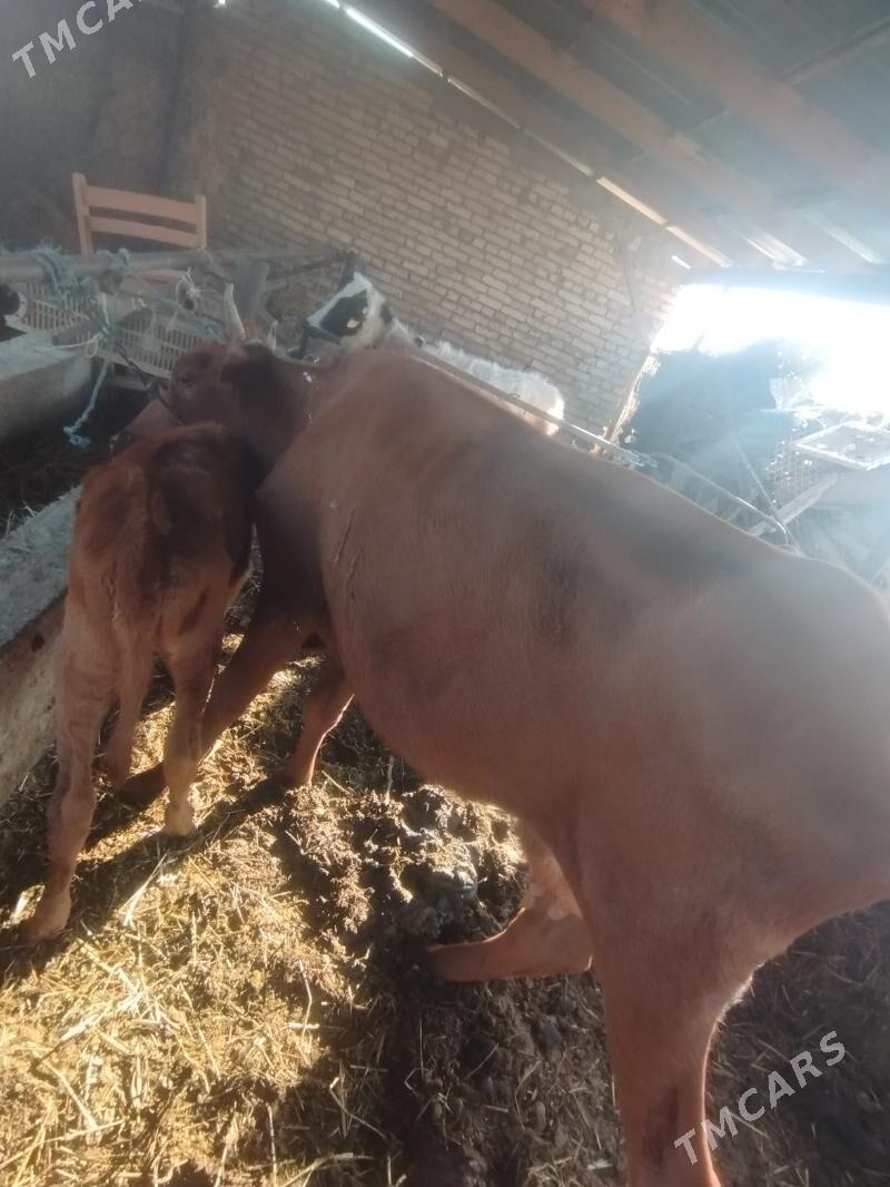 goleli sygyr - Çärjew - img 3