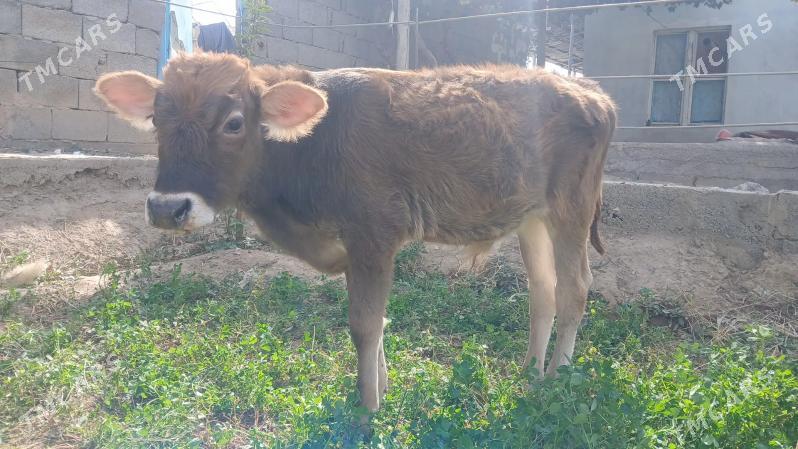 şwes okuz - Garadamak Şor - img 2