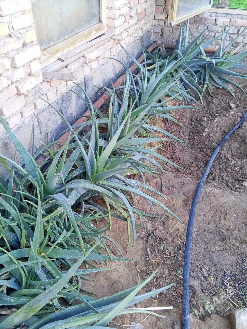 Алое - Türkmenabat - img 4