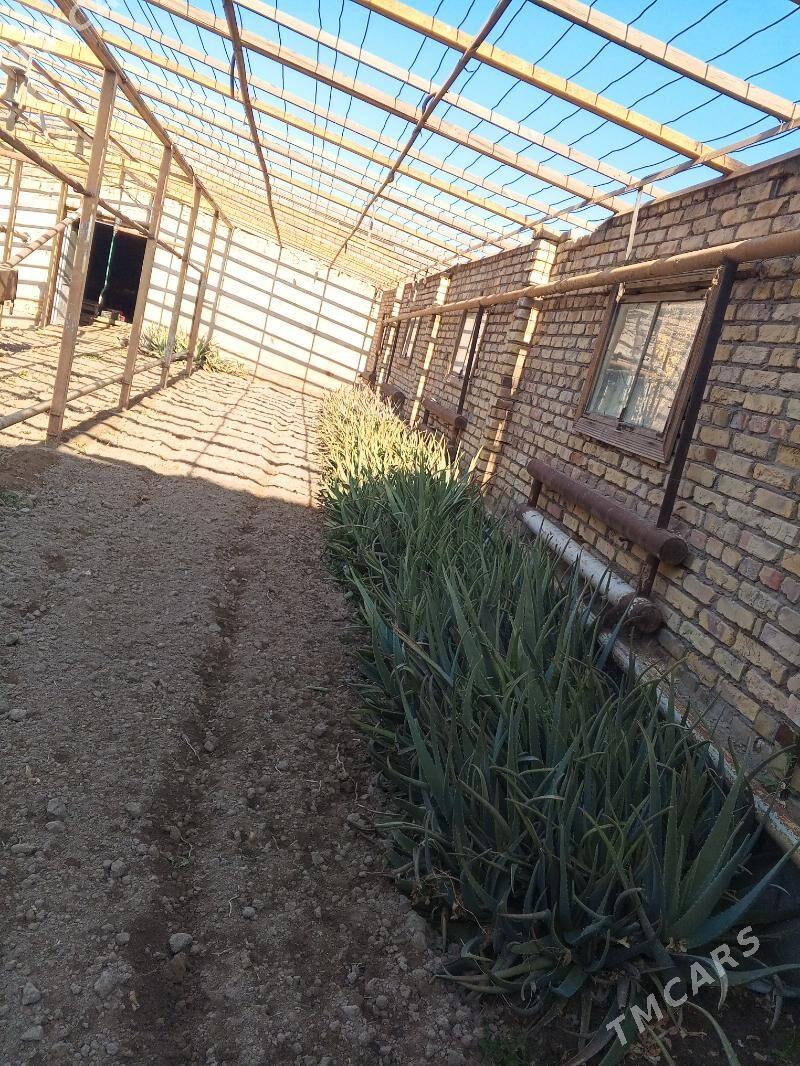 Алое - Türkmenabat - img 6